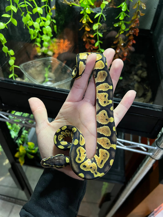 PASTEL MACHO 46