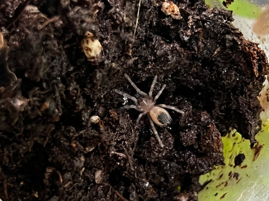 Ling de tarántula rodillas de fuego (Brachypelma auratum) anexo última foto de ejemplar adulto