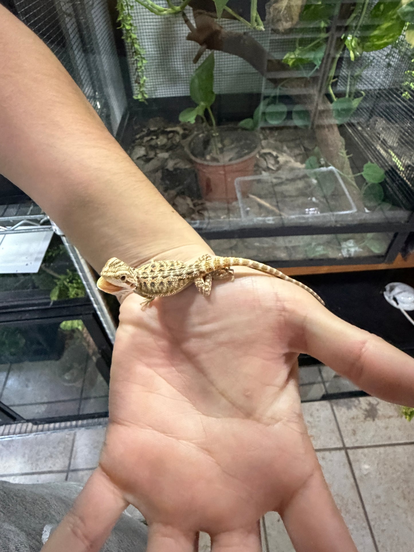 DRAGÓN BARBUDO NOMINAL CRIA 1