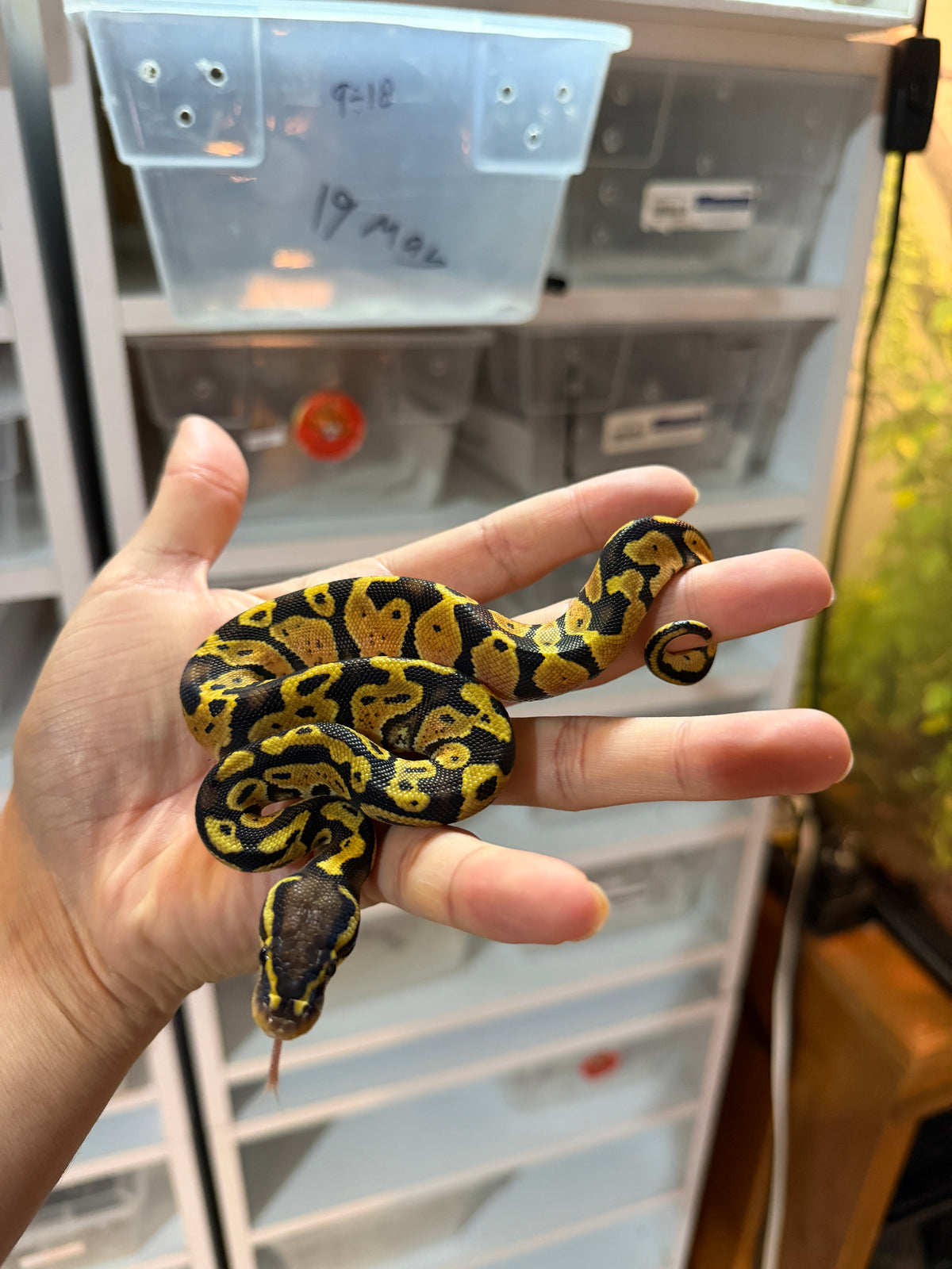 PITÓN BOLA PASTEL YELLOW BELLY MACHO 9-18