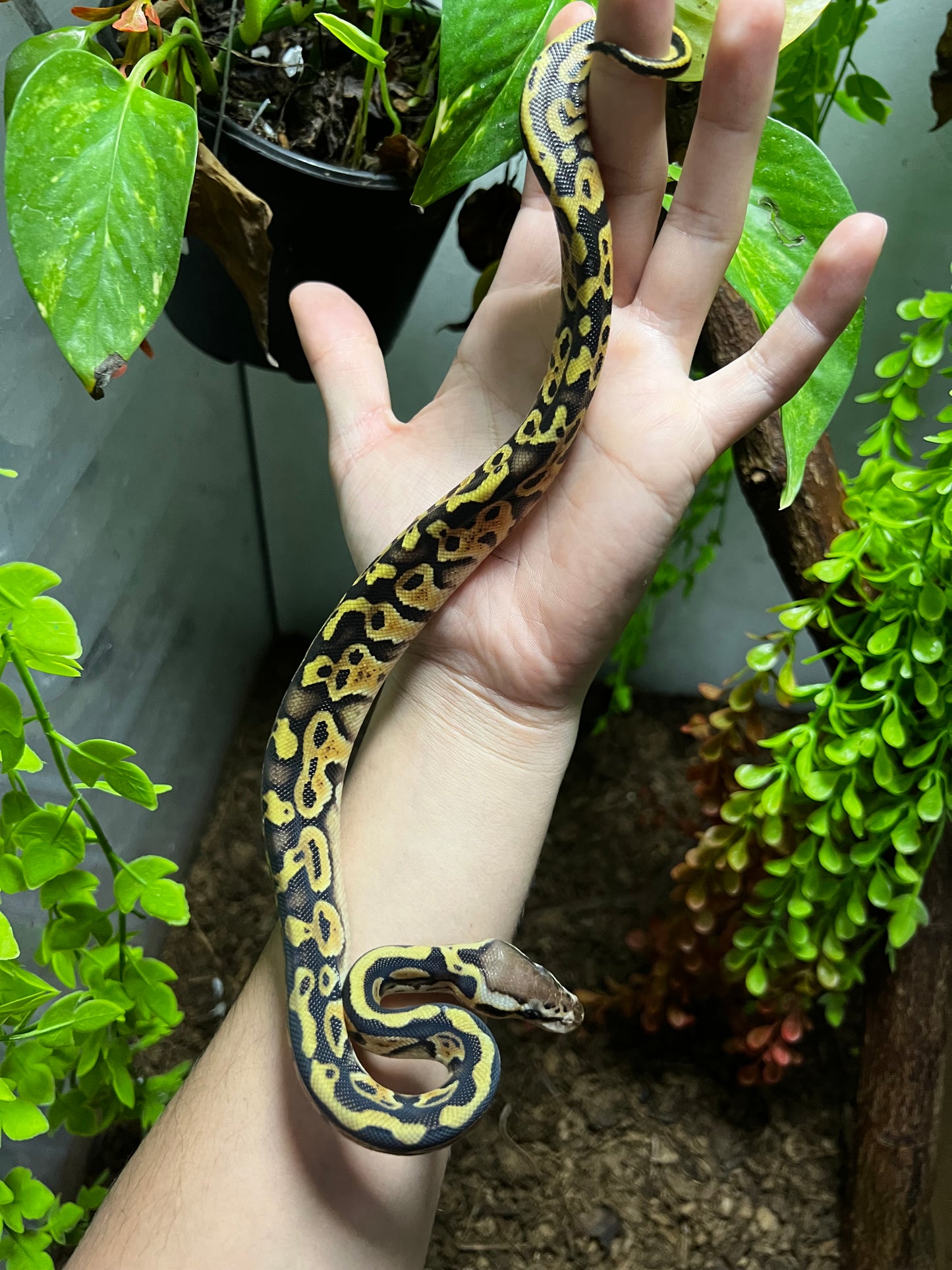 PASTEL HET CLOWN HEMBRA 96