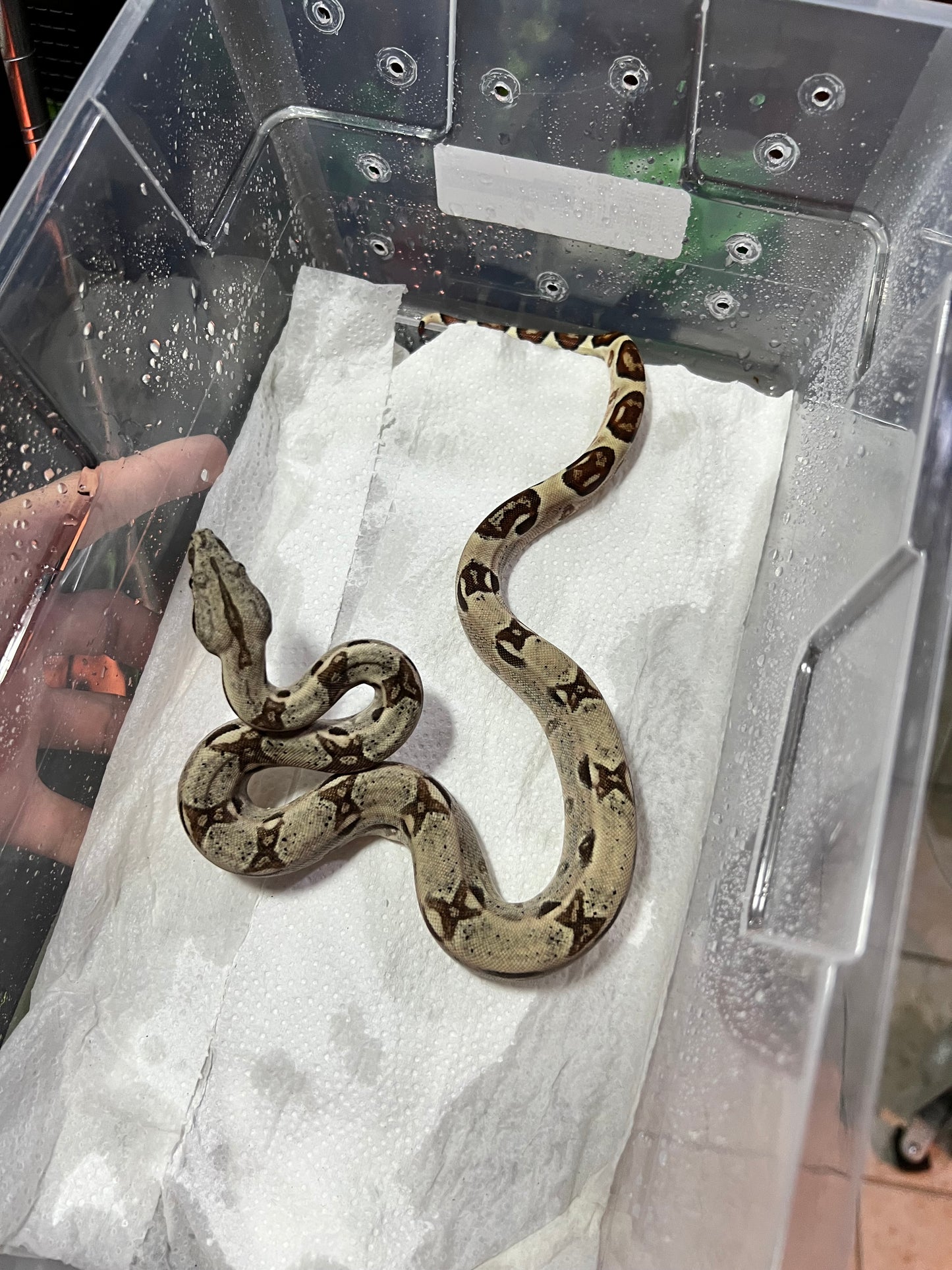 BOA COLOMBIANA HYPO POSS ANERY MACHO 17/49
