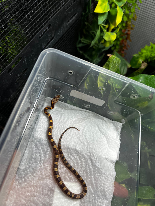 SERPIENTE MAICERA NOMINAL MACHO 33