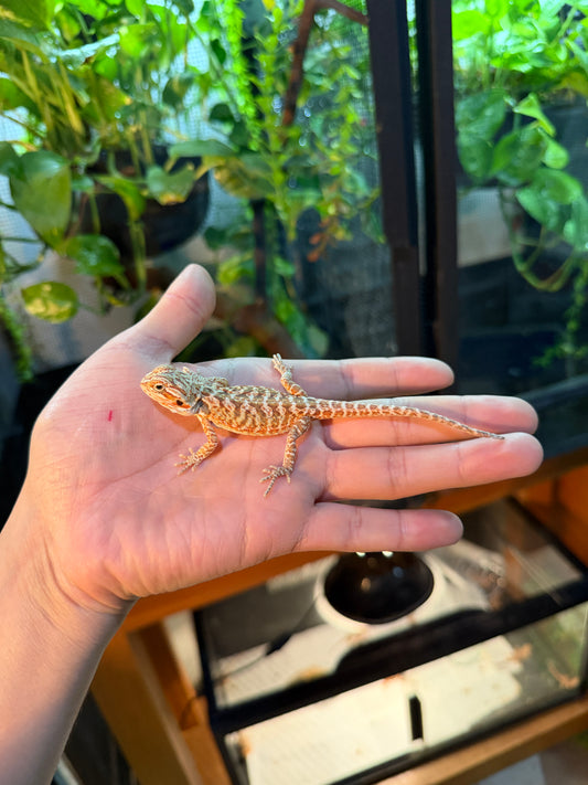 DRAGÓN BARBUDO HYPO LEATHERBACK 4