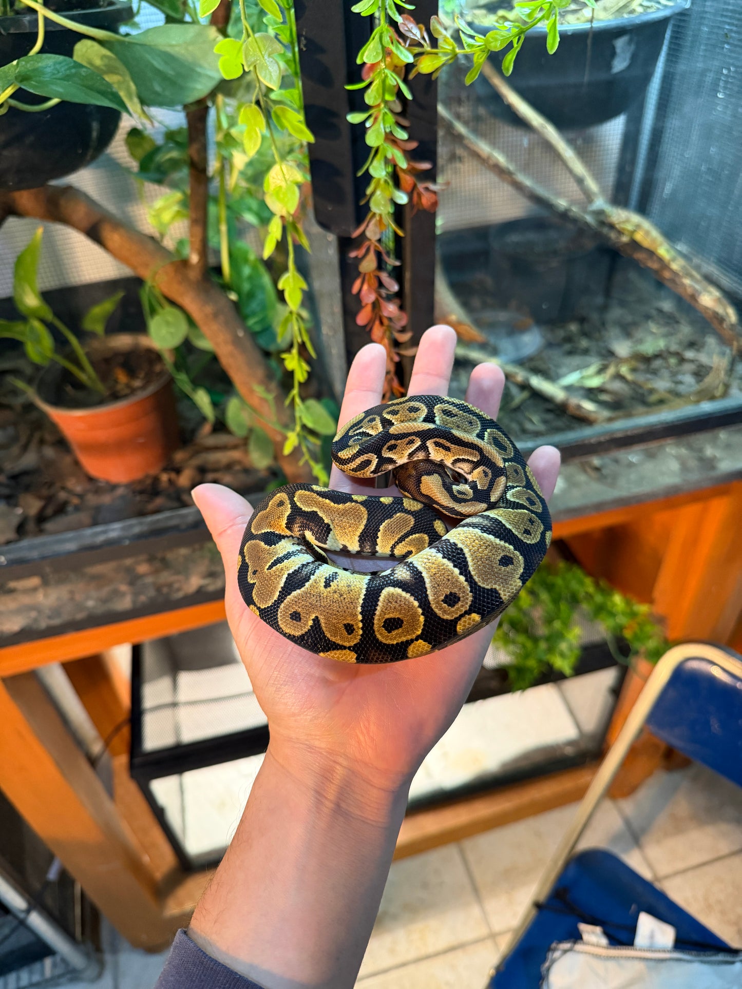 PITÓN BOLA NOMINAL HEMBRA 4