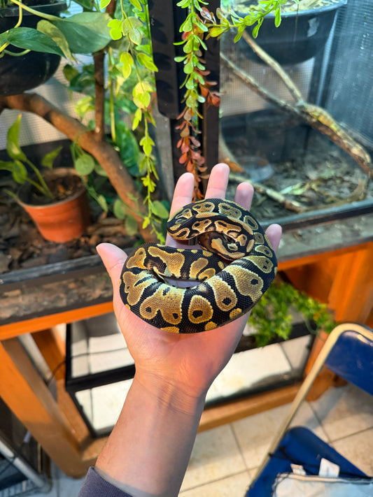 PITÓN BOLA NOMINAL HEMBRA 4