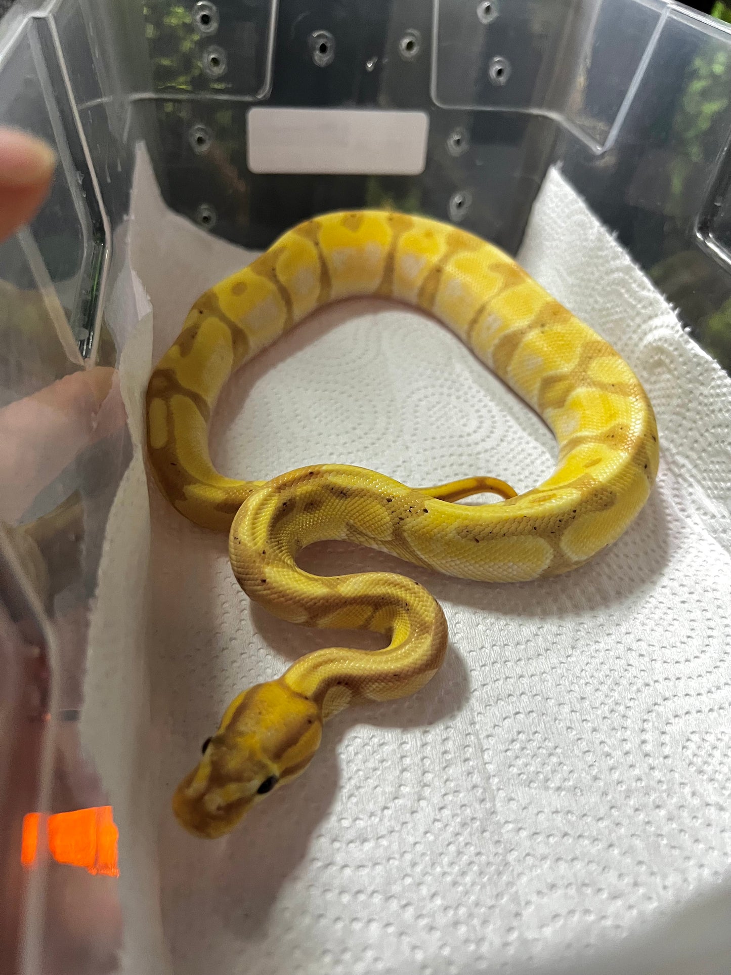 BANANA ENCHI MACHO