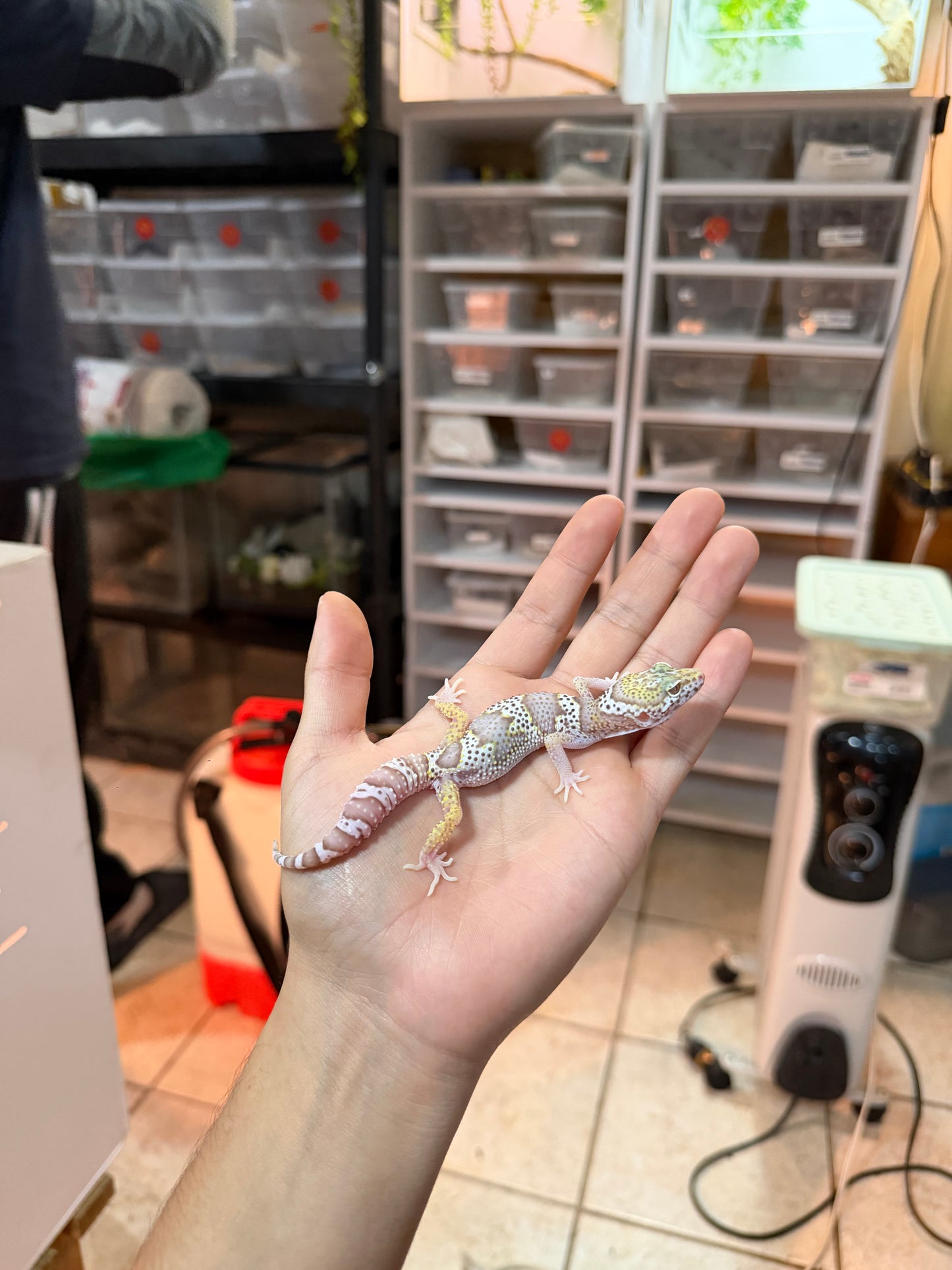 GECKO LEOPARDO MACK SNOW BELL MACHO 022