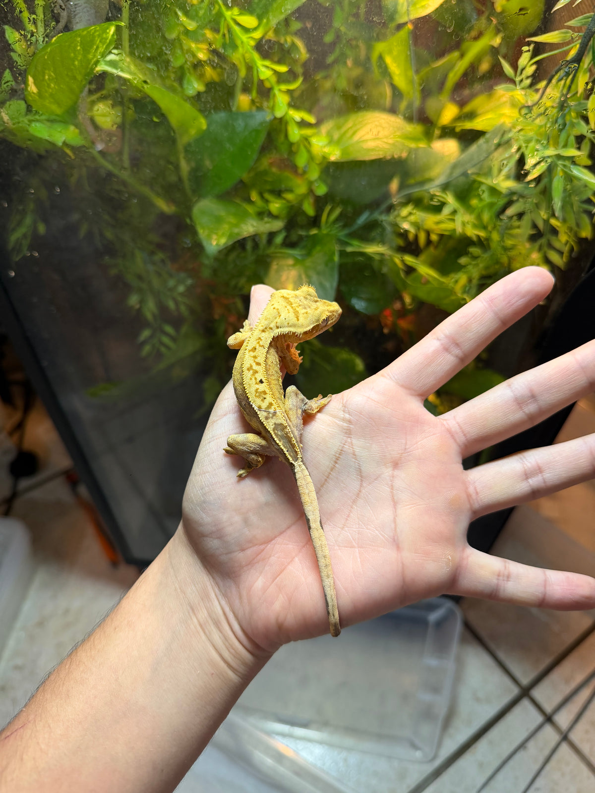 GECKO CRESTADO HARLEQUIN DALMATION 1