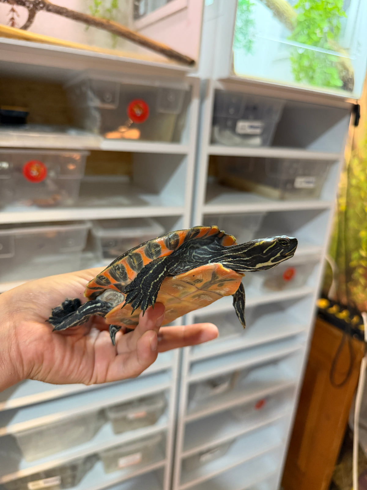 Tortuga panza roja juvenil (pseudemys rubriventris)