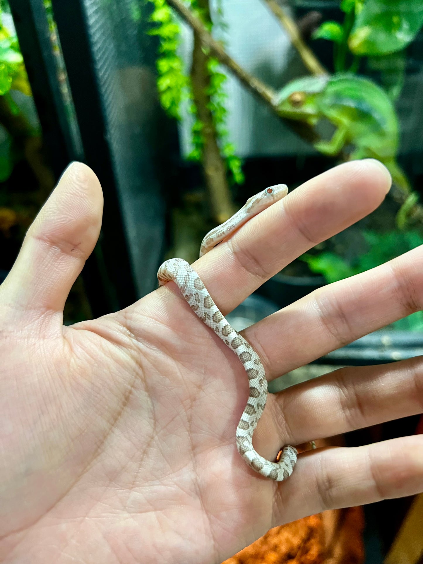 SERPIENTE MAICERA GHOST MACHO 6