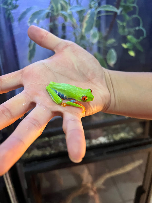 RANA OJOS ROJOS DE COSTA RICA