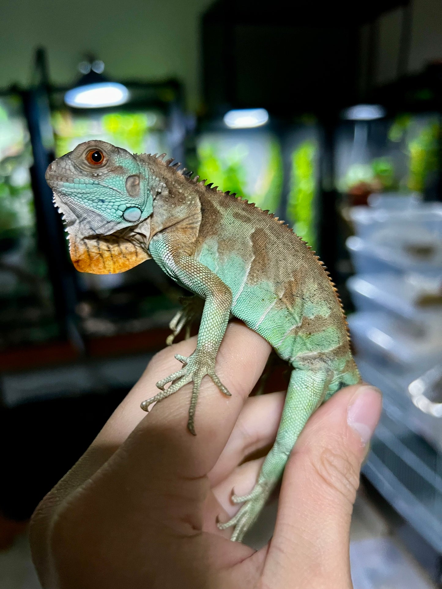 IGUANA AXHANTIC RED 2025