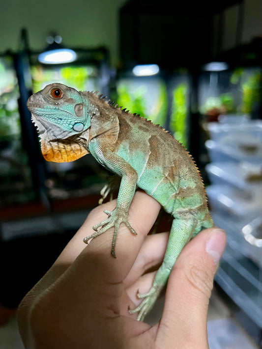 IGUANA AXHANTIC RED 2025