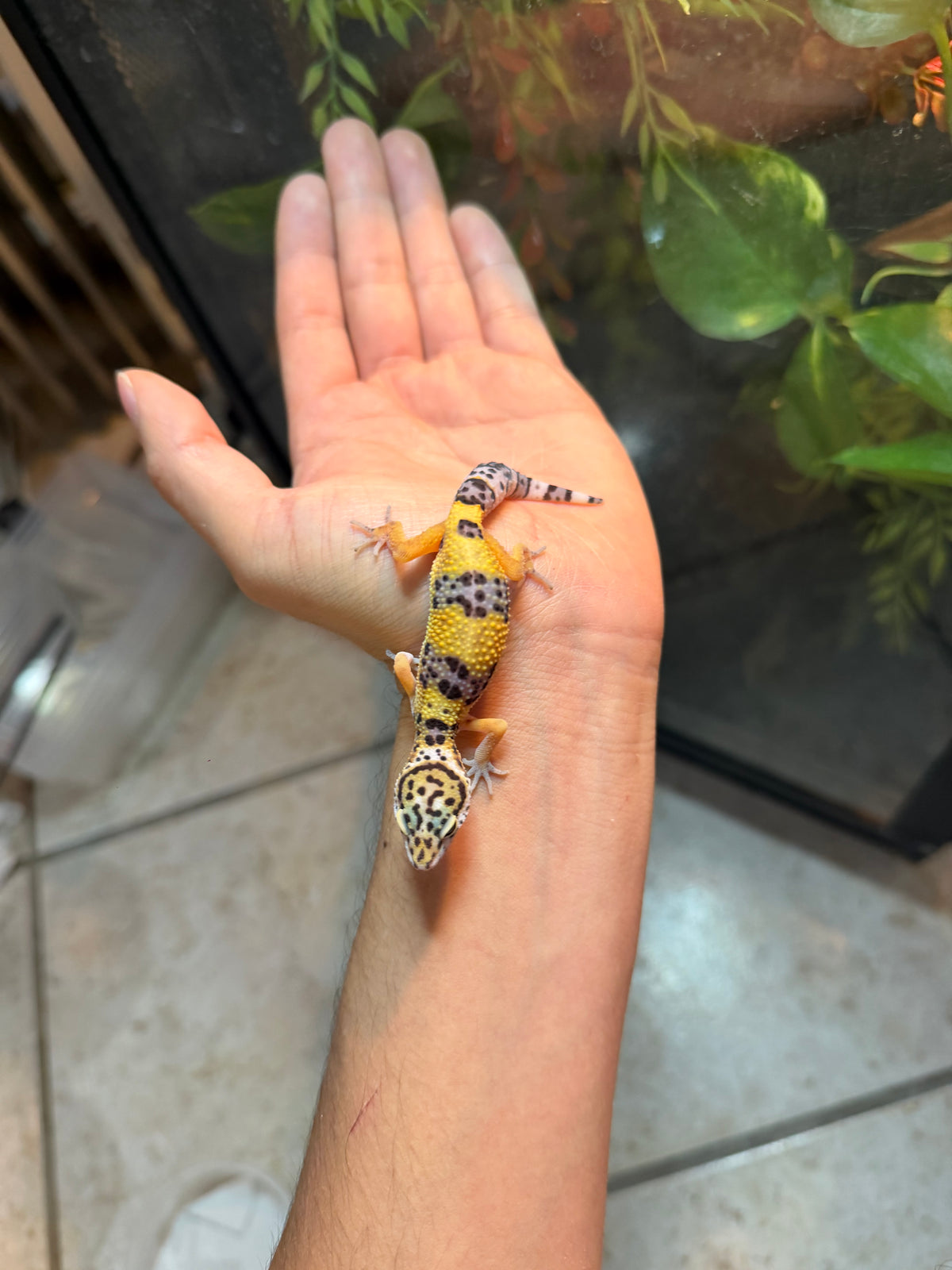 GECKO LEOPARDO HIGH YELLOW POSS HET RAINWATER INCUBADO PARA HEMBRA 225