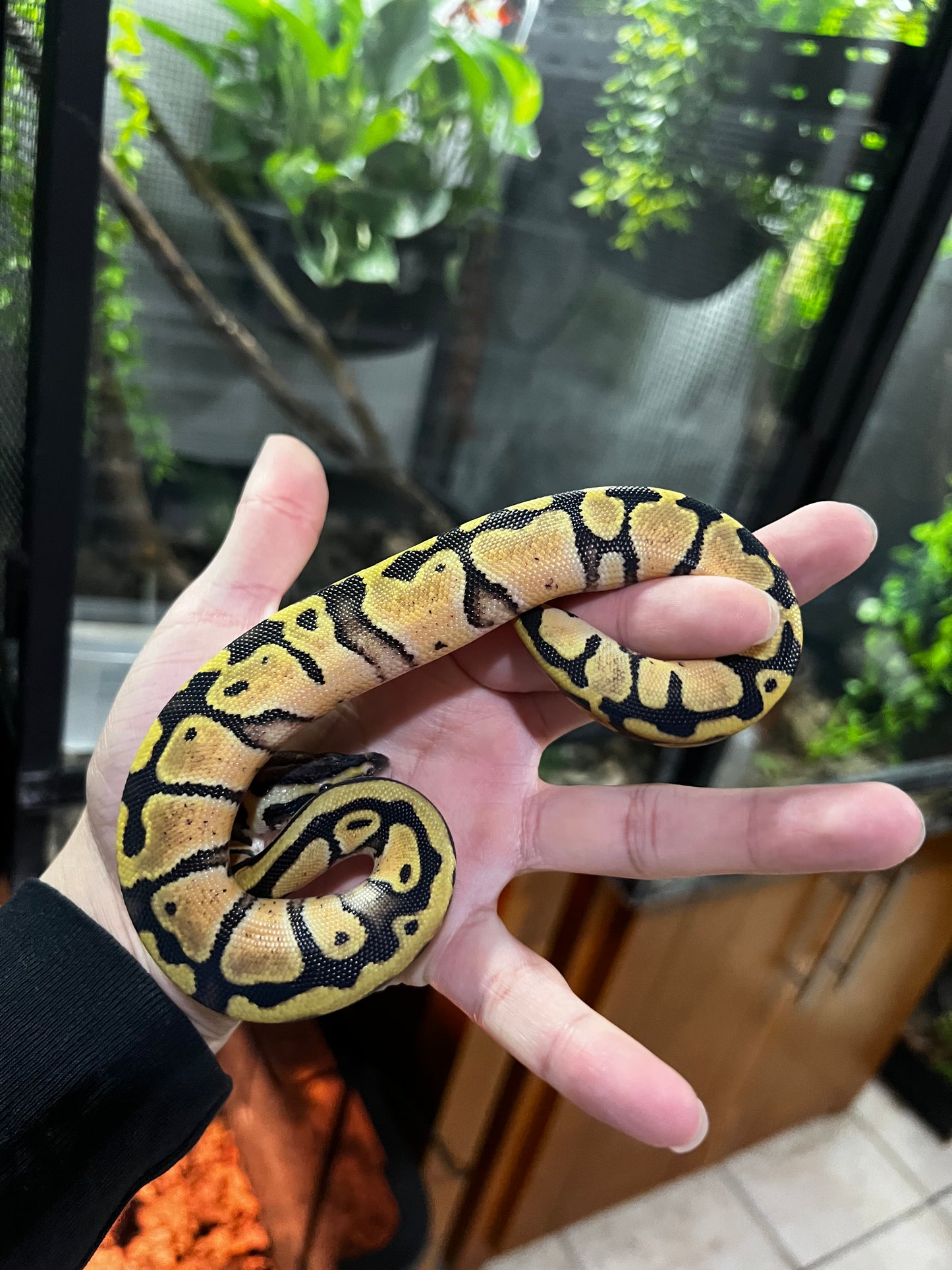 PASTEL HEMBRA 58