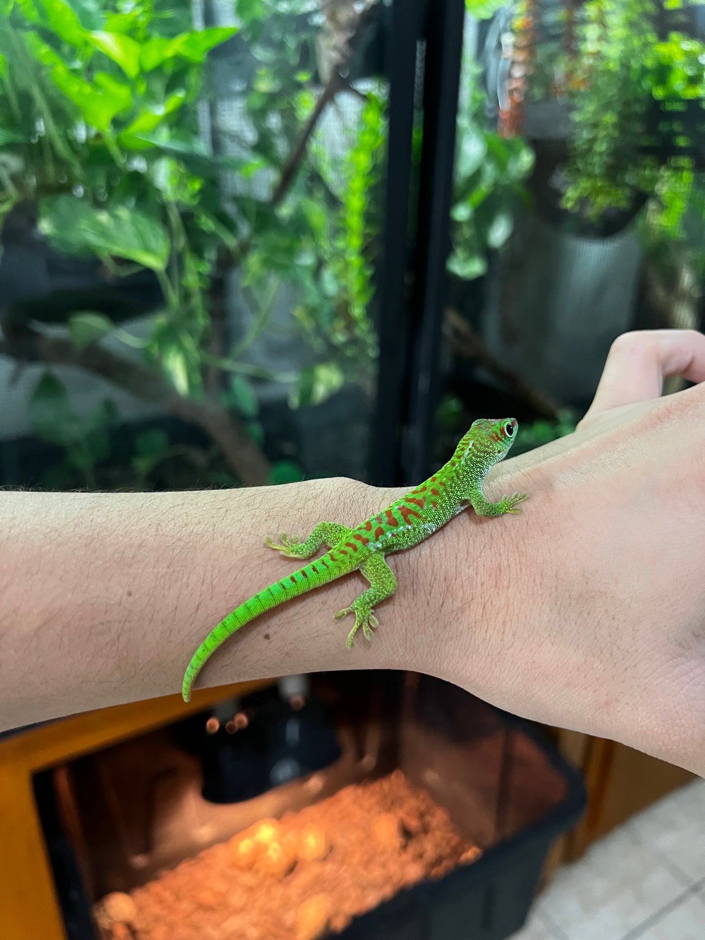 GECKO GIGANTE DE MADAGASCAR CHICO