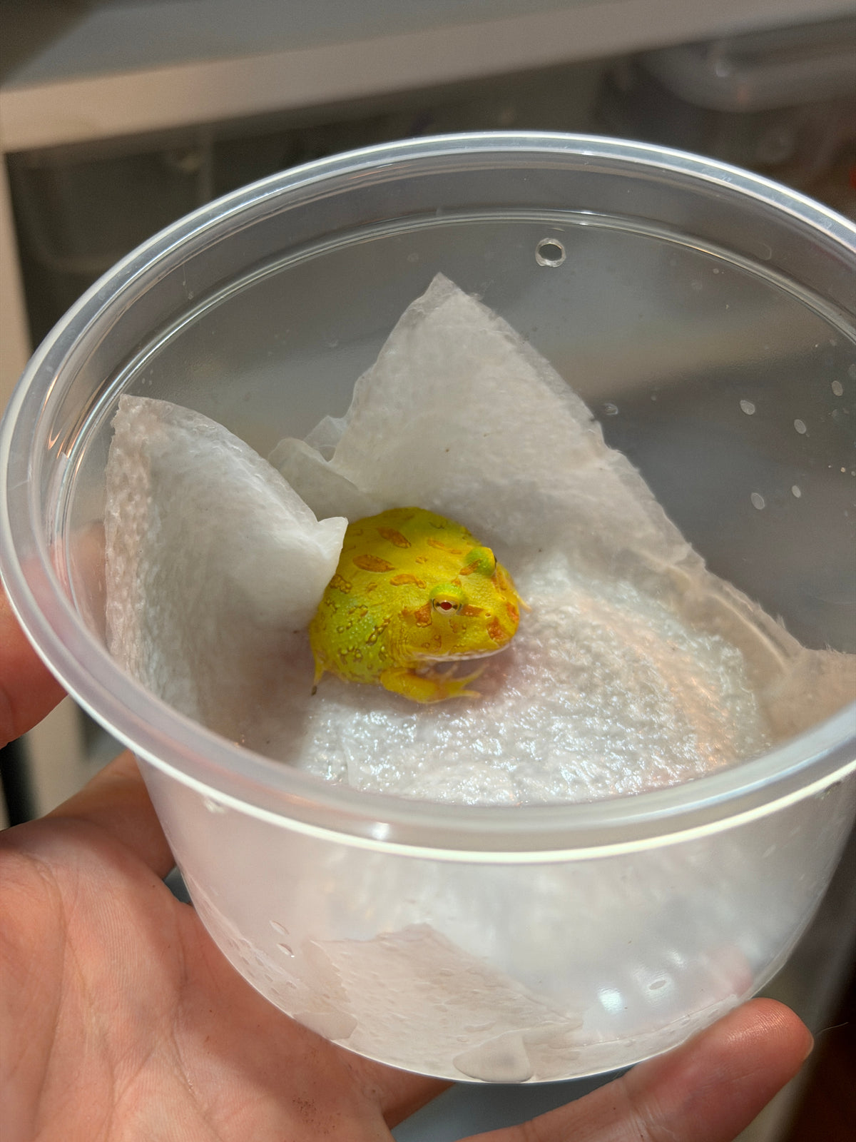RANA PACMAN ALBINA