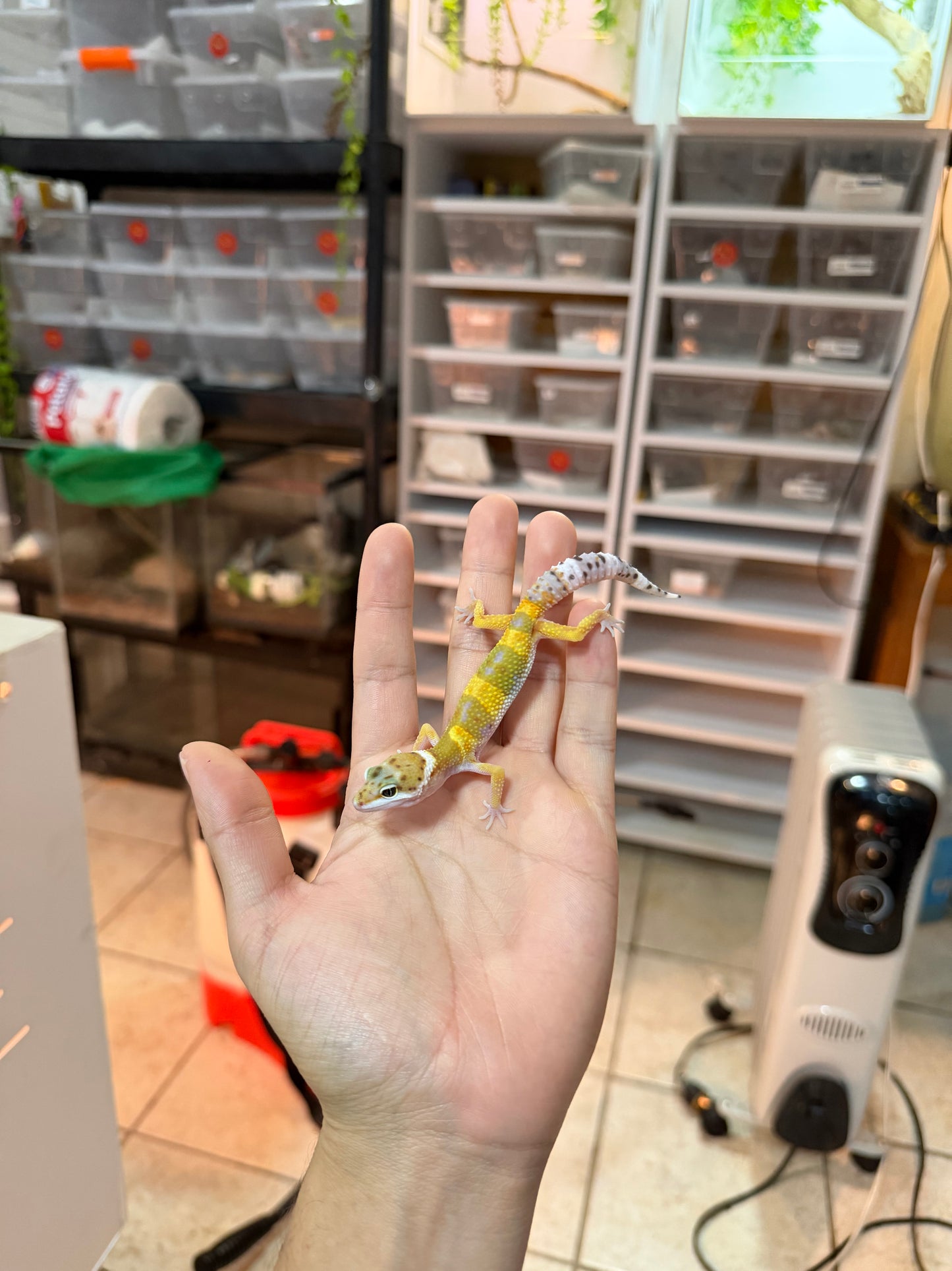 GECKO LEOPARDO HY MACHO 032