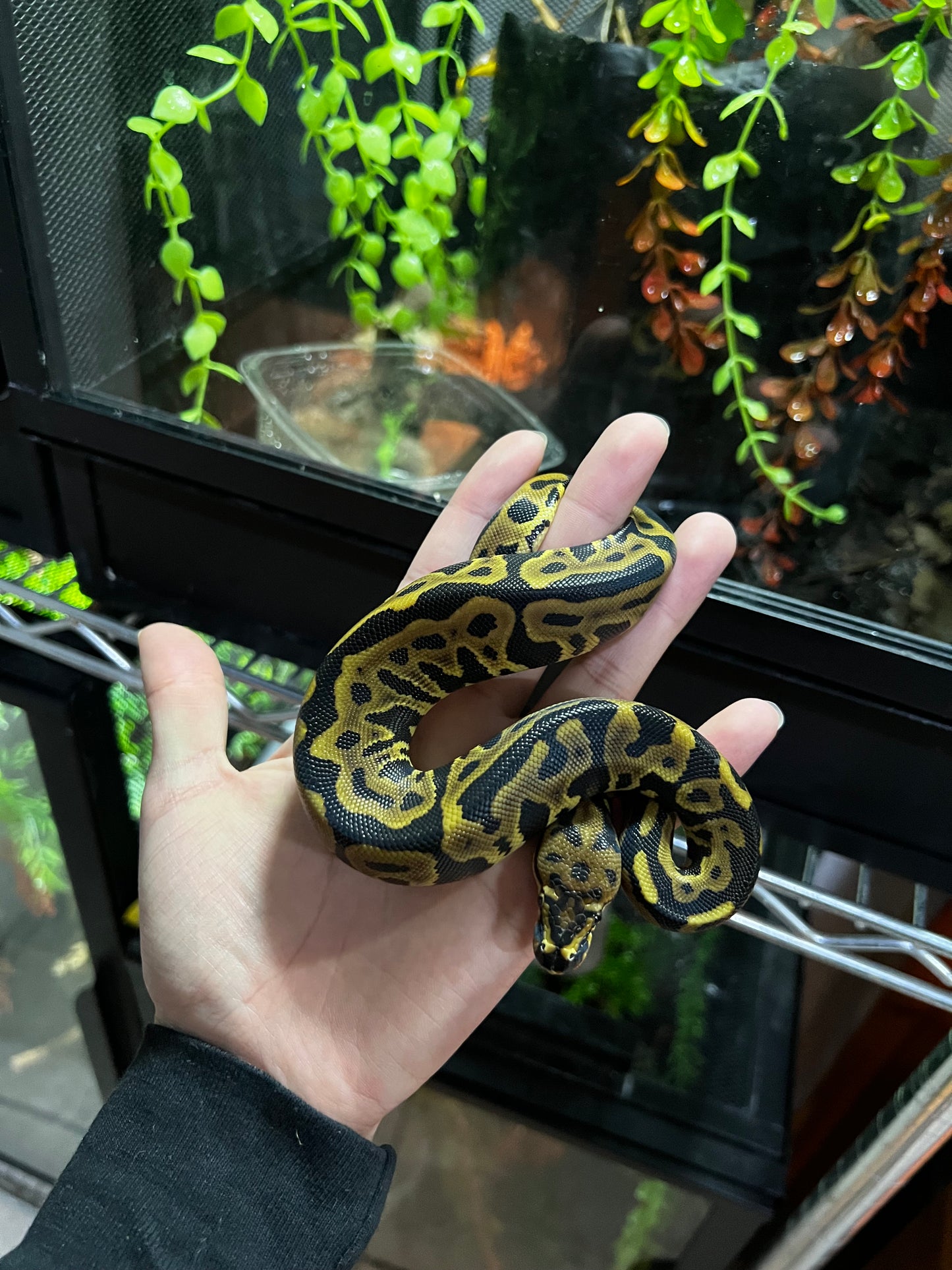 SPOTNOSE LEOPARD HEMBRA 45