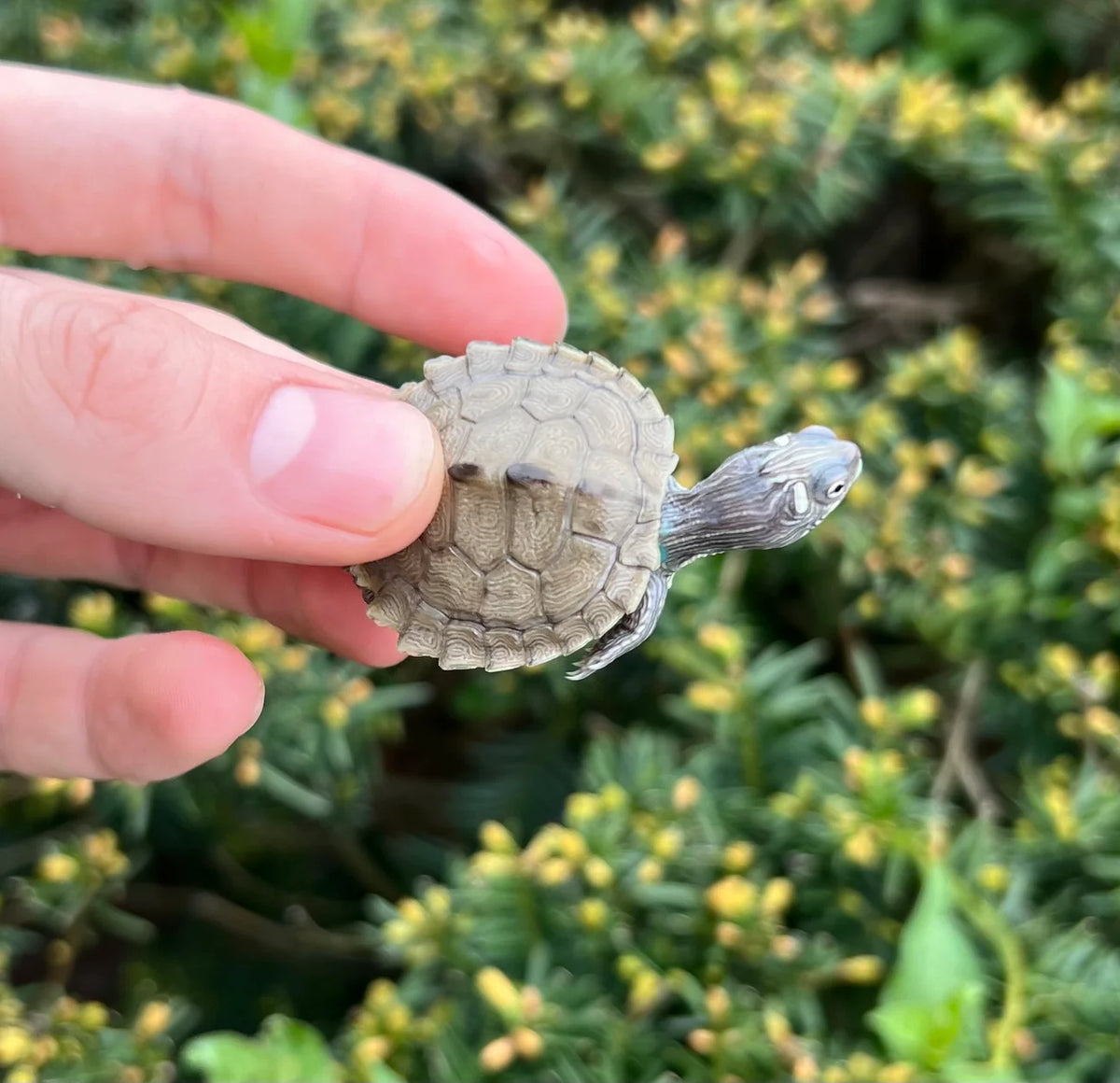 TORTUGA MAPA