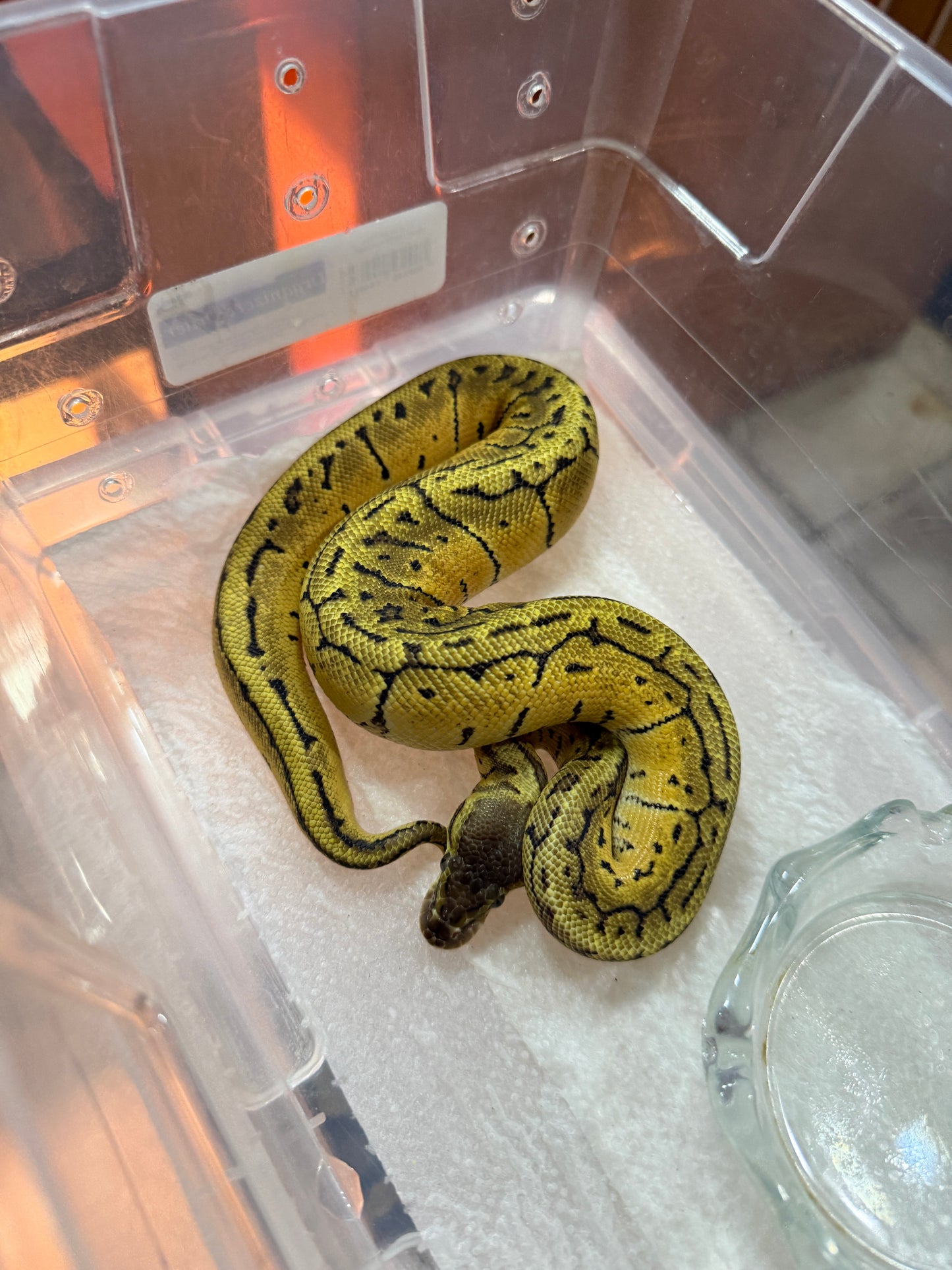 PITÓN BOLA LEMONBLAST HET AXANTHIC VPI MACHO 12