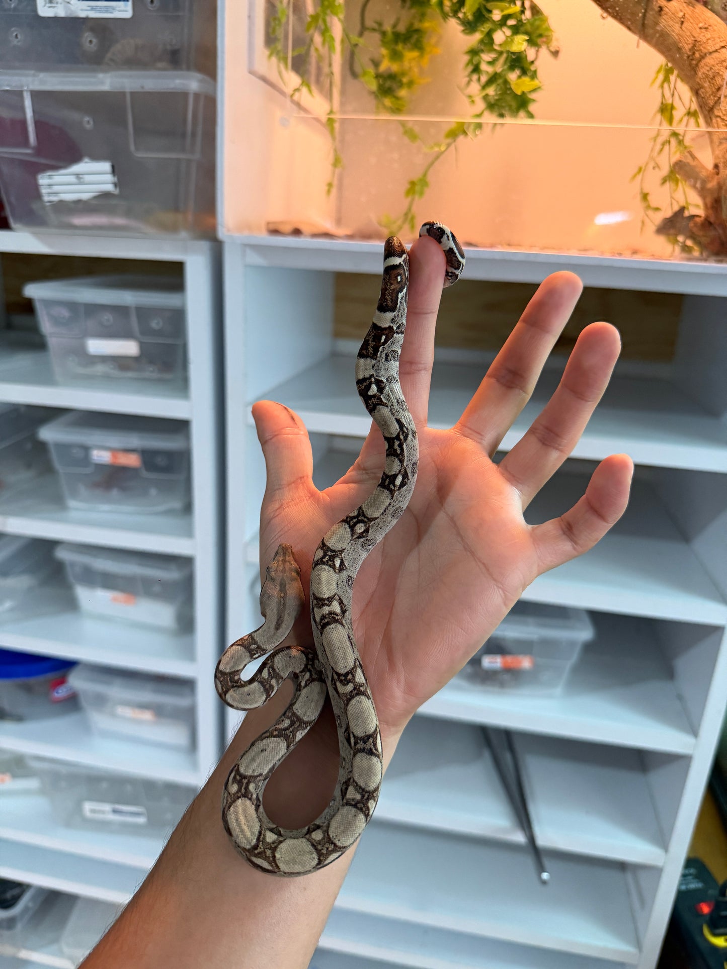 BOA COLOMBIANA MACHO HET KHAL M4