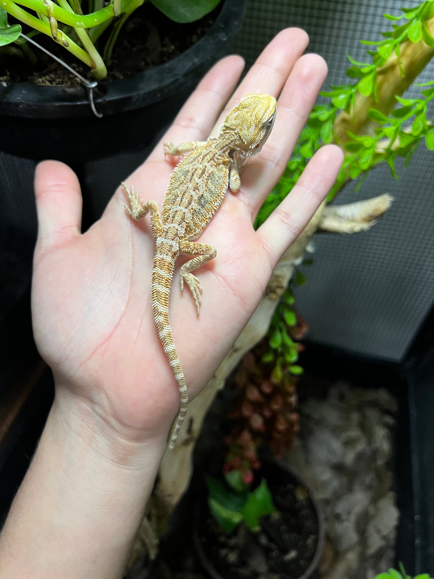 DRAGÓN BARBUDO 9