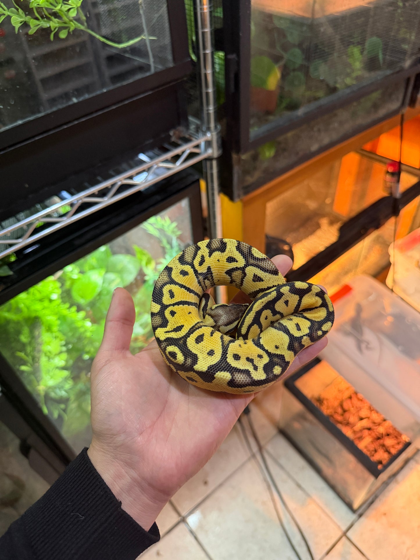 PITÓN BOLA PASTEL YB 66% HET PIED POSS DISCO MACHO