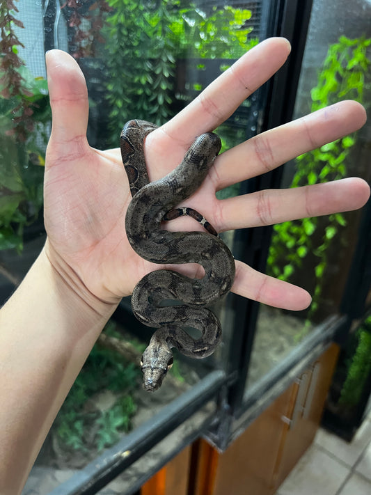 BOA MEXICANA LOCALIDAD VERACRUZ MACHO 81