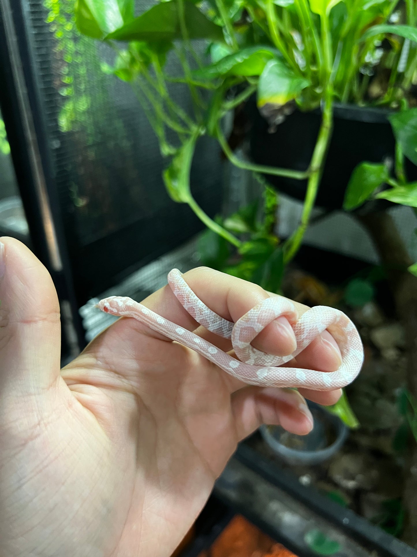 SERPIENTE MAICERA SNOW HEMBRA  39