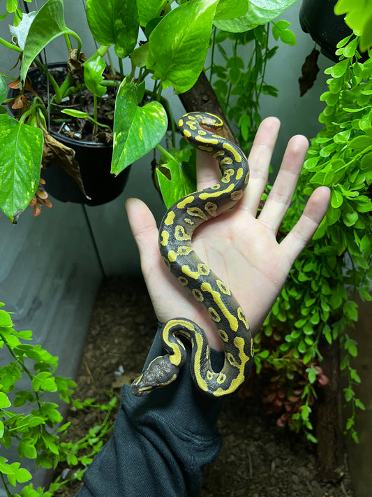 MOJAVE YB HET CLOWN MACHO 72