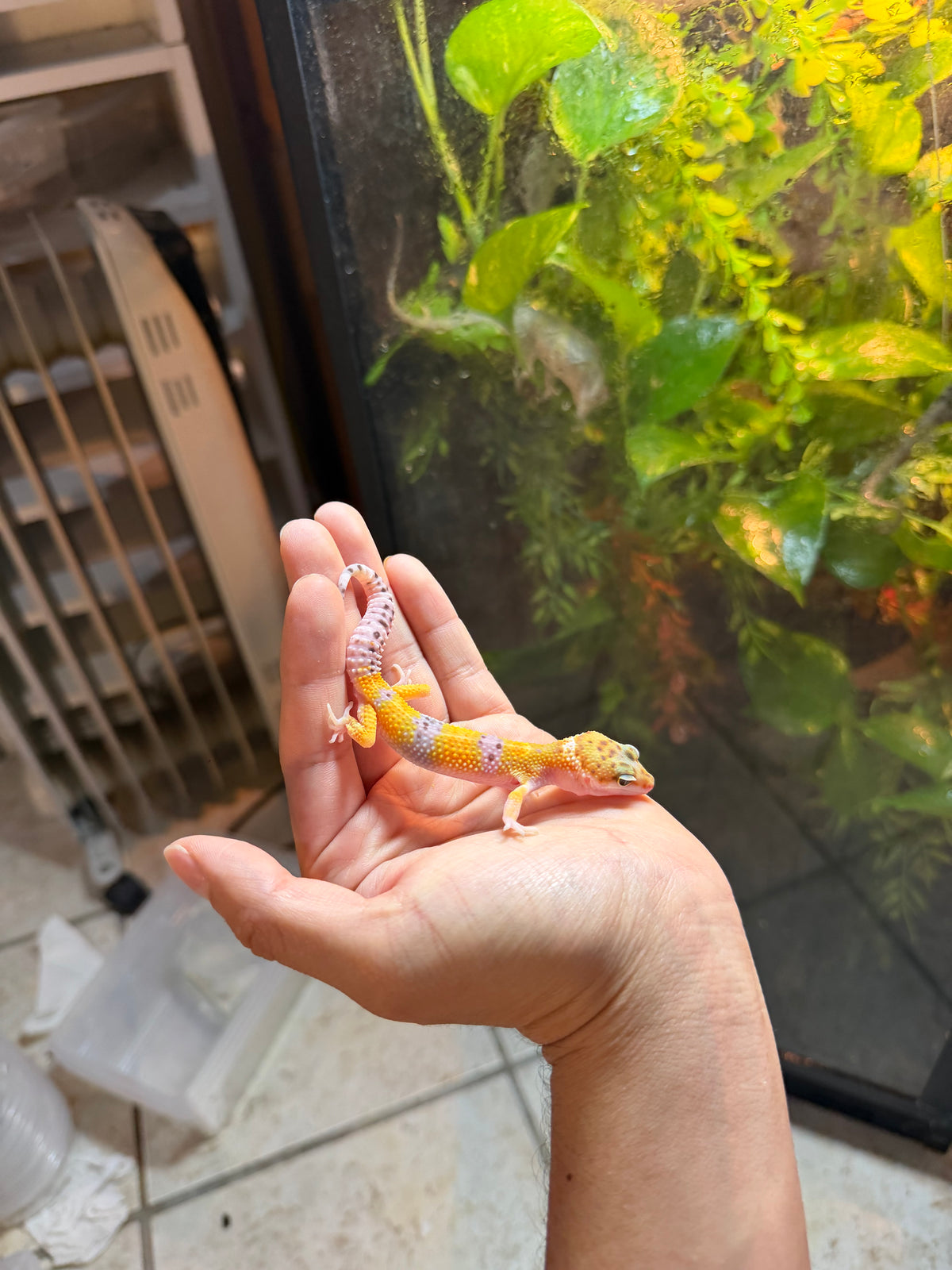 GECKO LEOPARDO HIGH YELLOW INCUBADO PARA MACHO 170