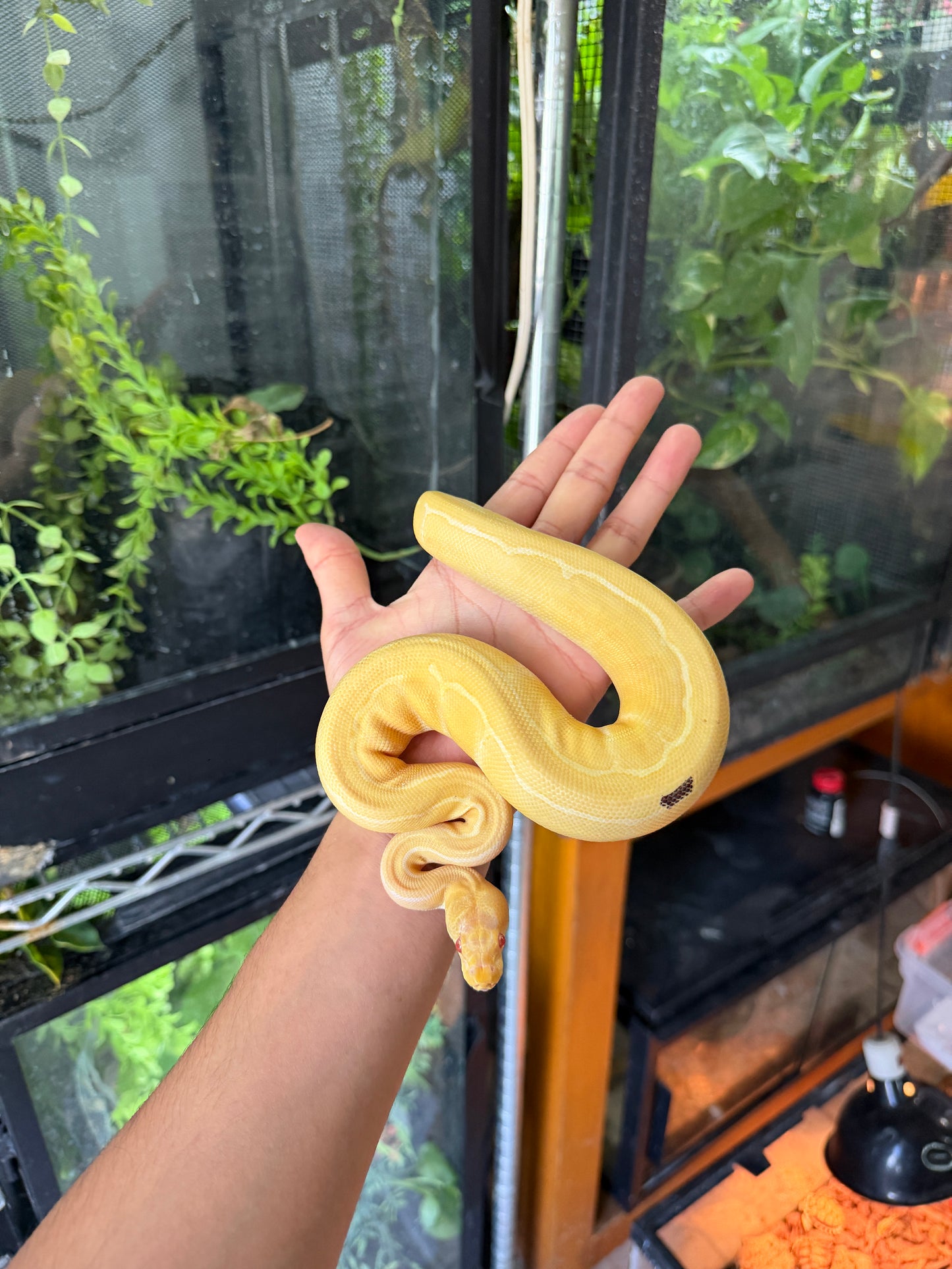 PITON BOLA PINSTRIPE ALBINO HET PIED HEMBRA 2 (CON MICROCHIP)