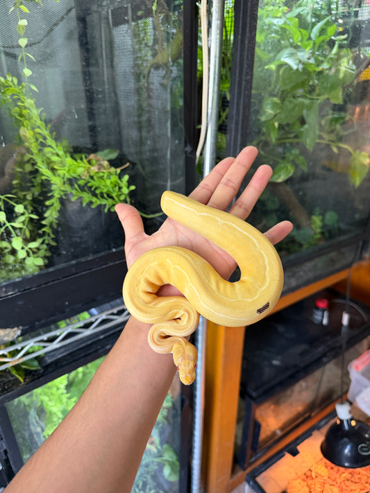 PITON BOLA PINSTRIPE ALBINO HET PIED HEMBRA 2 (CON MICROCHIP)