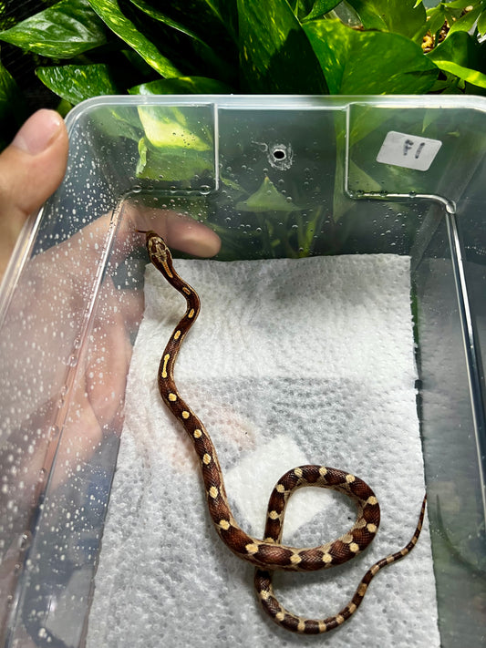 SERPIENTE MAICERA MOTLEY MACHO 17