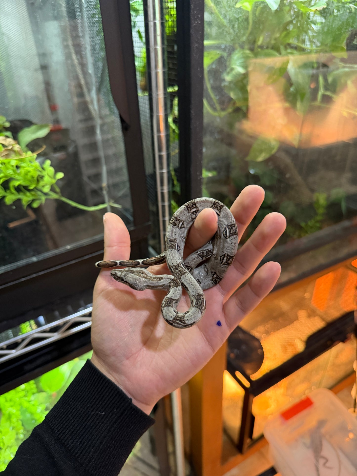 BOA MEXICANA LOCALIDAD SONORA MACHO S1M