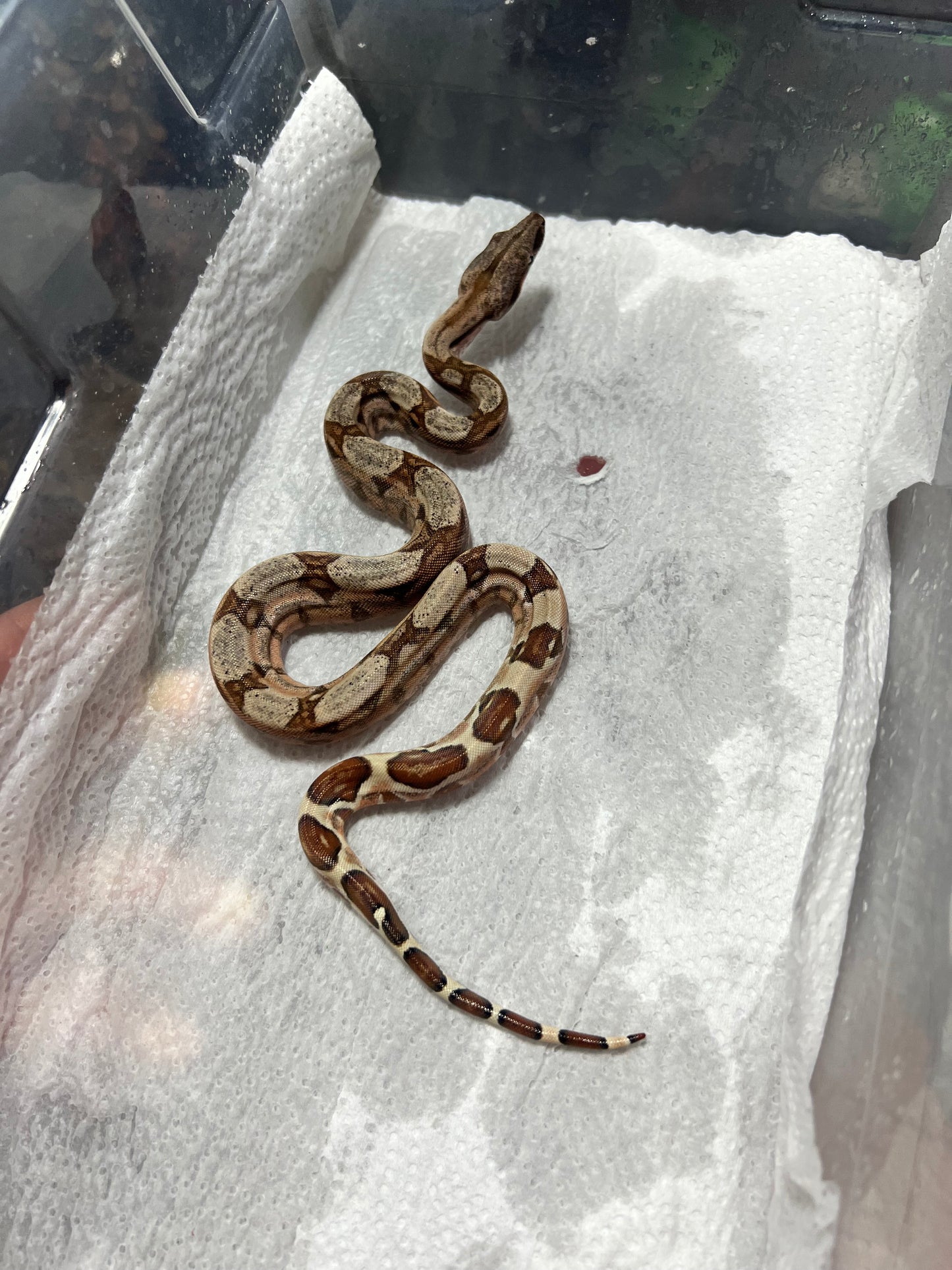 BOA COLOMBIANA HYPO 50% het KHAL ANERY MACHO 18/49