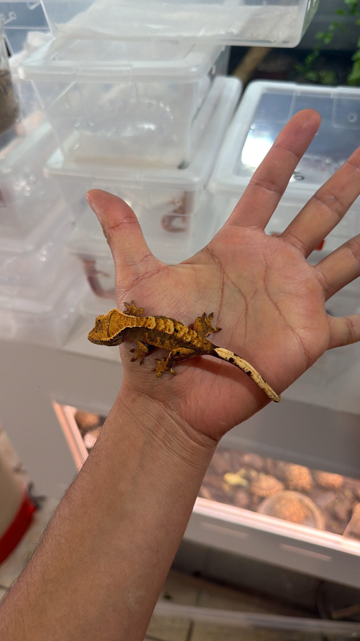 GECKO LEOPARDO FLAME DALMATION JUVENIL