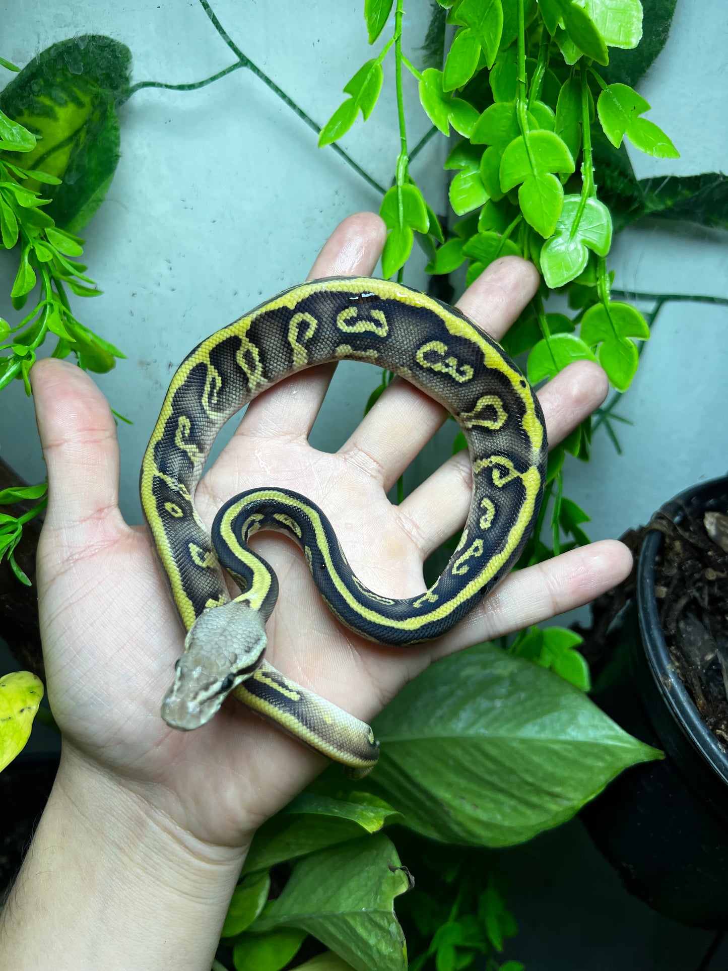 PASTEL LEOPARD MOJAVE HET CLOWN MACHO 94