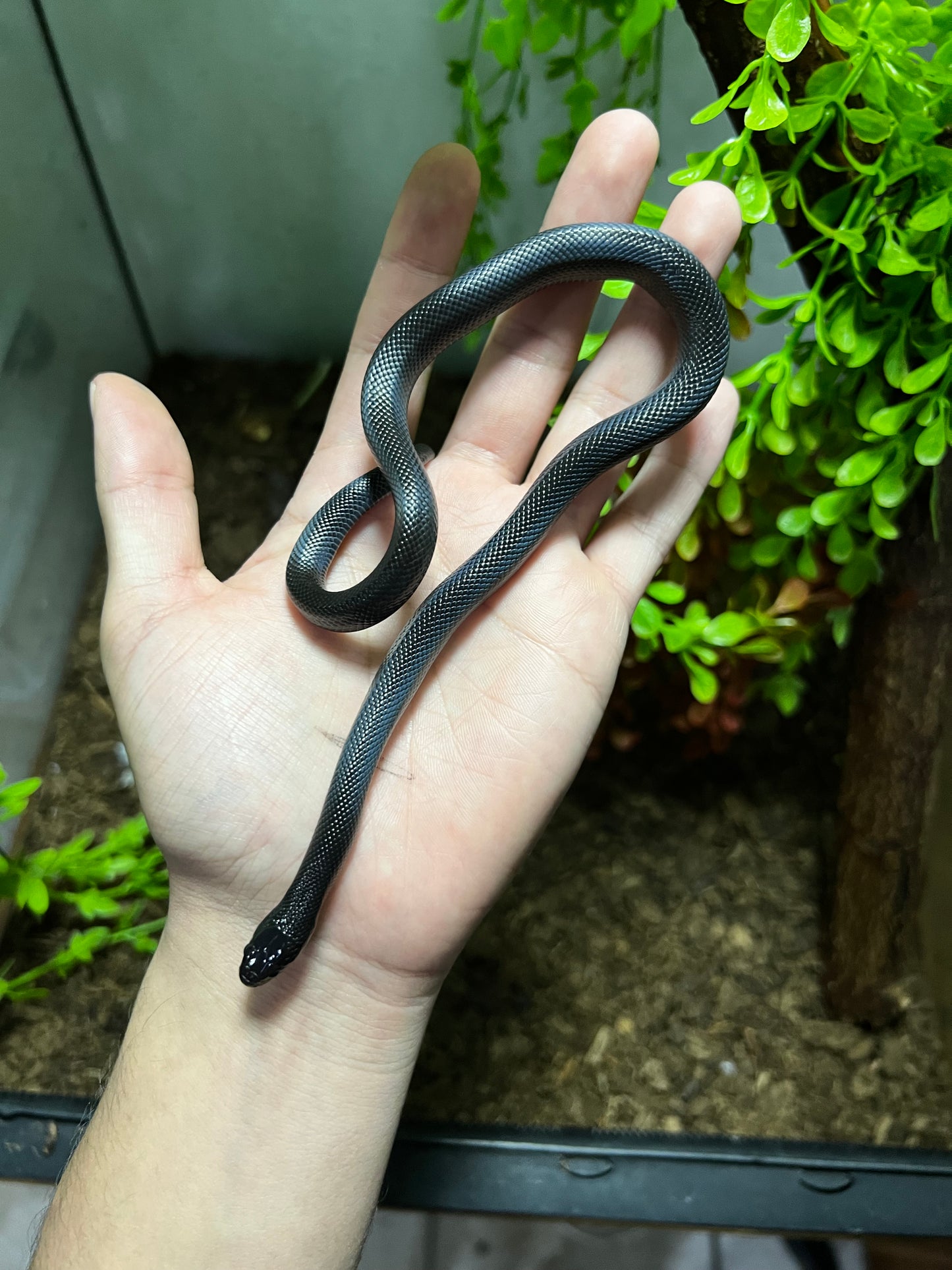 REY NEGRA MEXICANA HEMBRA 76