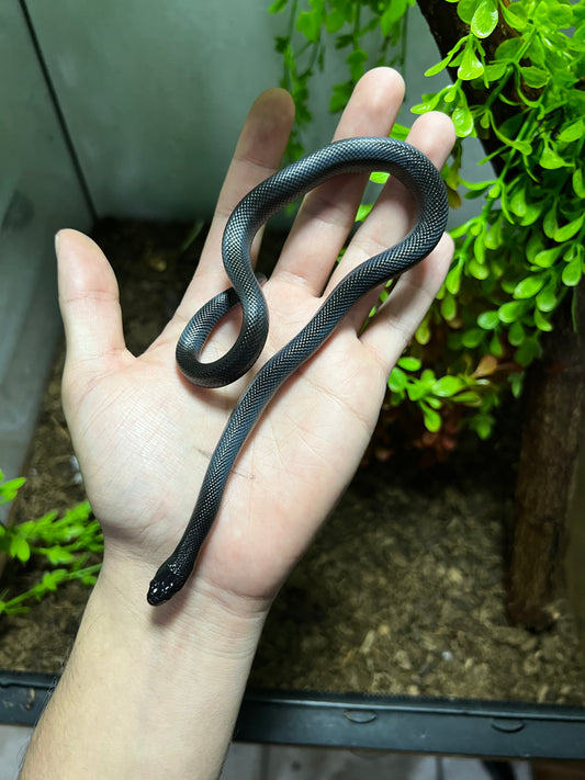 REY NEGRA MEXICANA HEMBRA 76