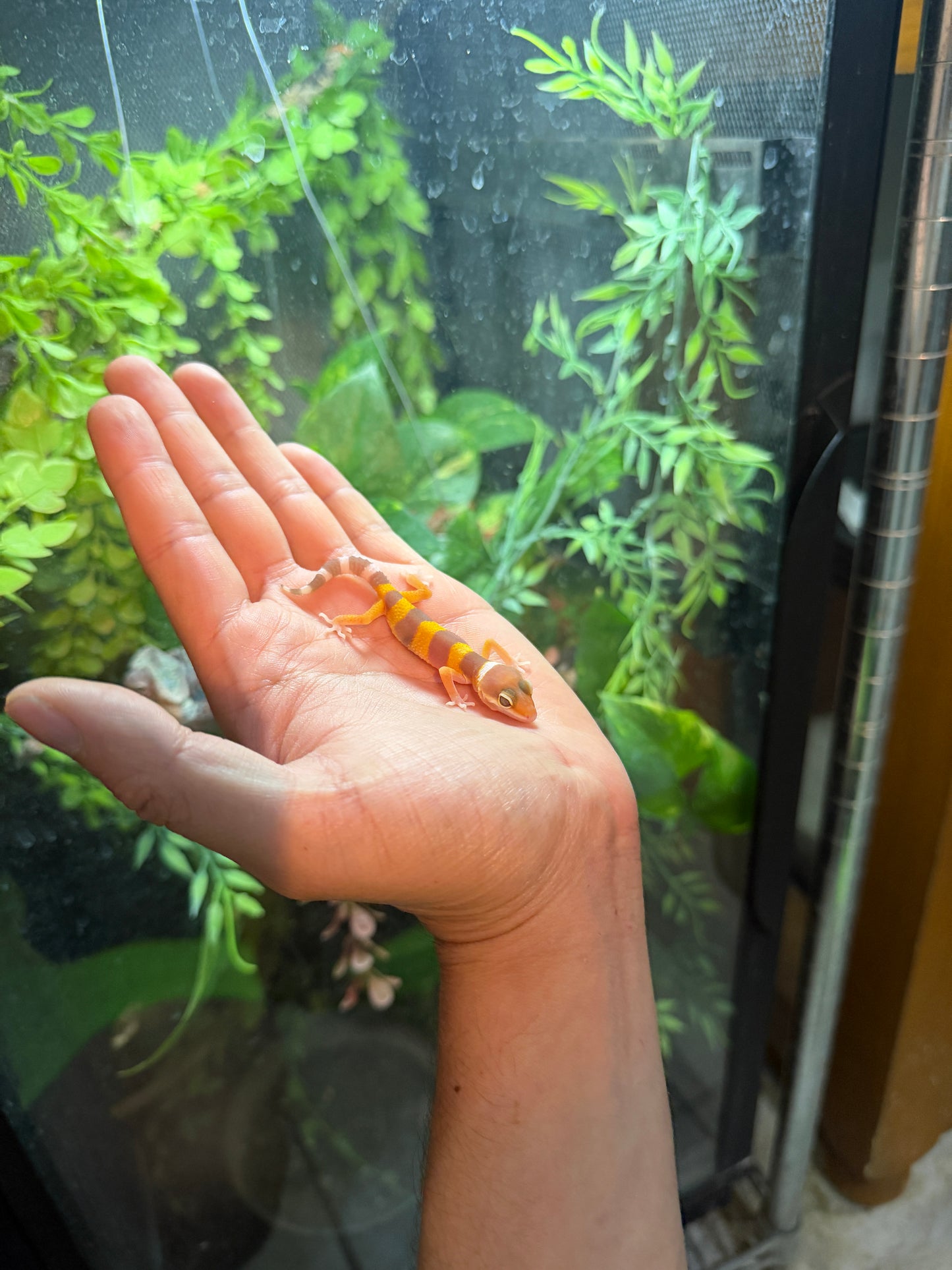 GECKO LEOPARDO ALBINO TANGERINE HET ECLIPSE