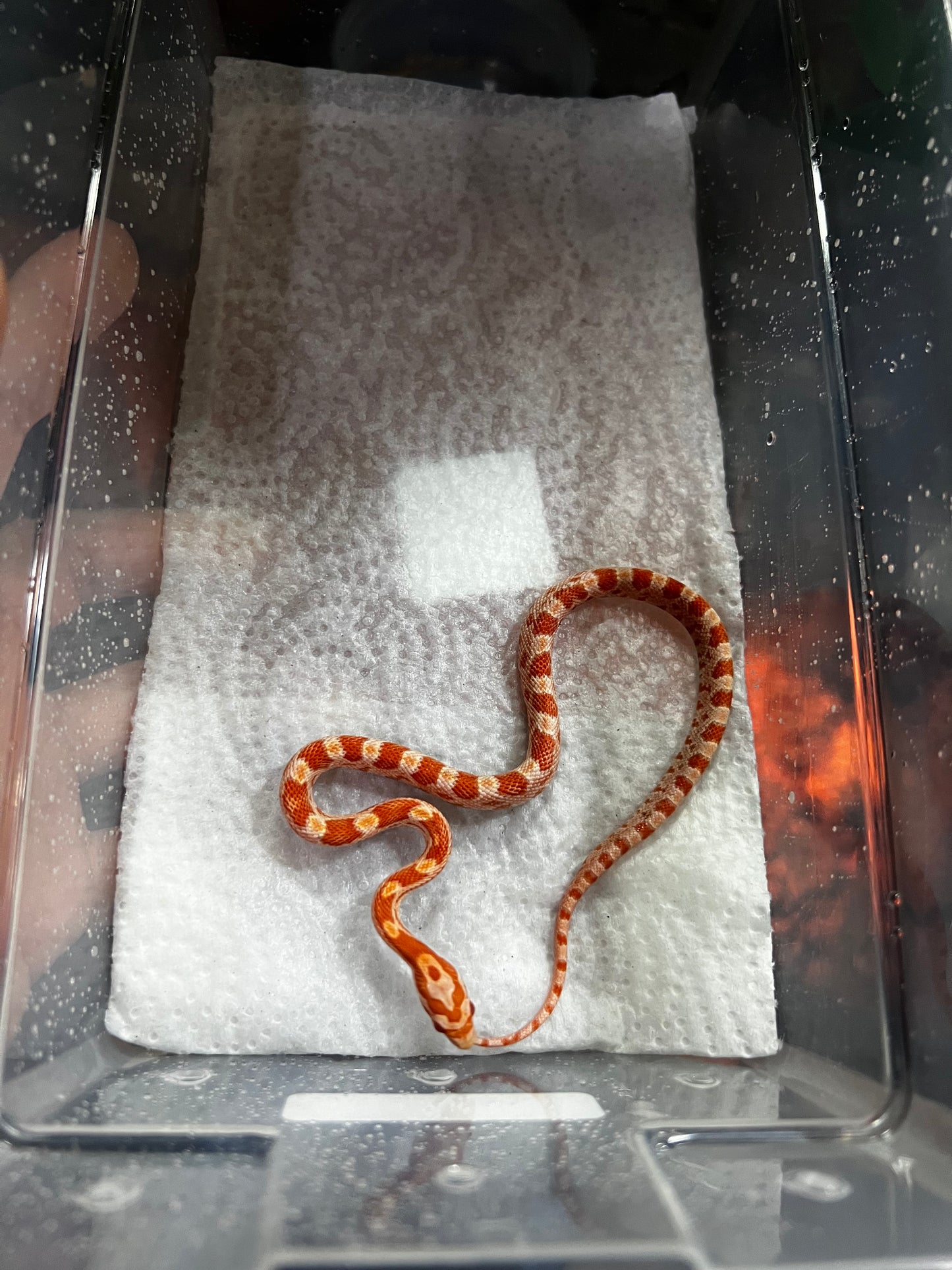 SERPIENTE MAICERA AMEL MACHO 31
