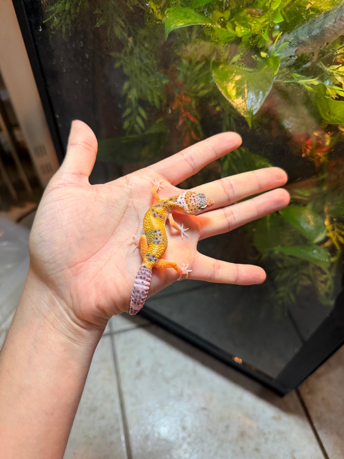 GECKO LEOPARDO HIGH YELLOW HET RAINWATER POSS HET ECLIPSE INCUBADO PARA MACHO 147