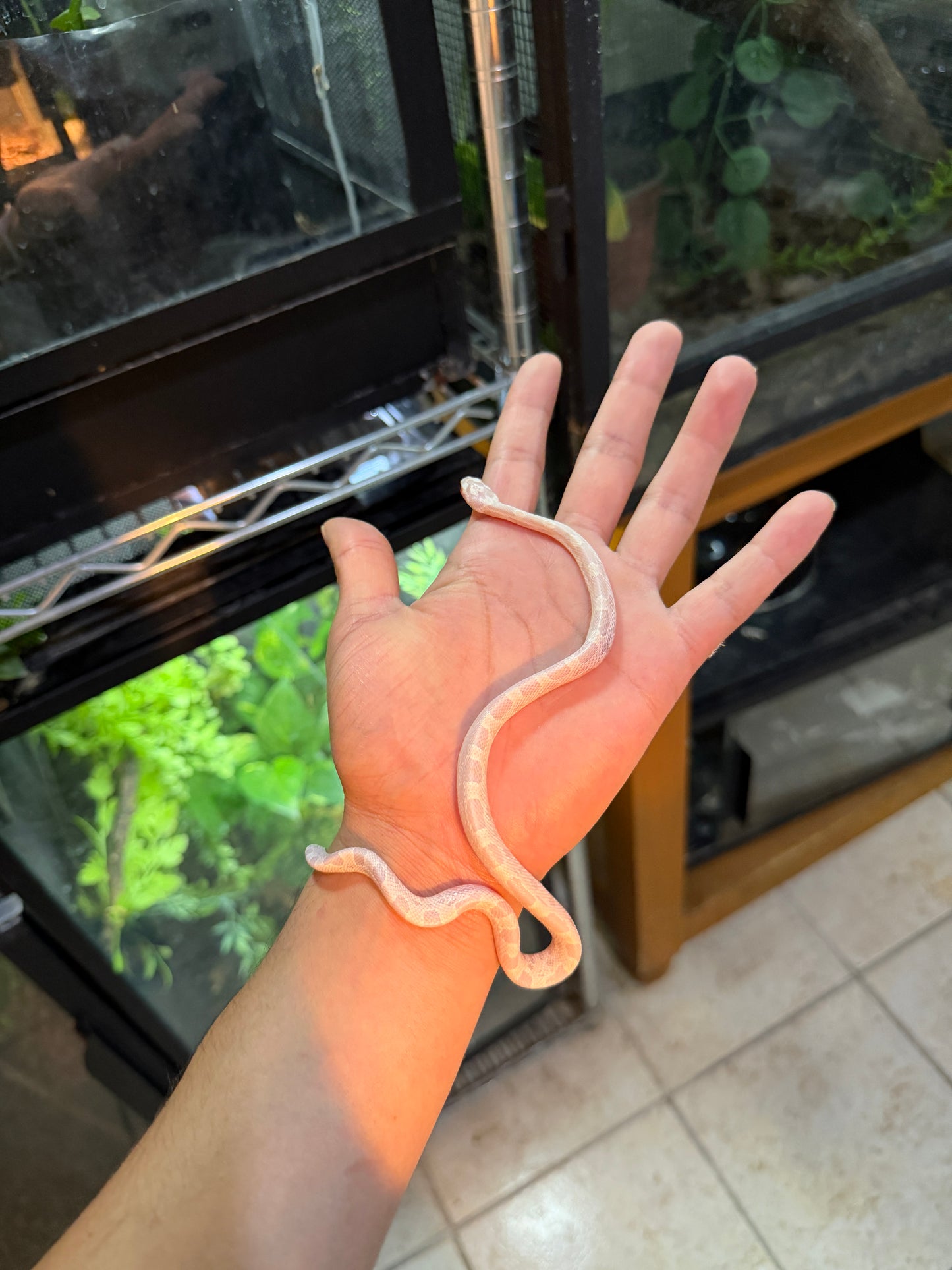 SERPIENTE MAICERA SUPER SNOW