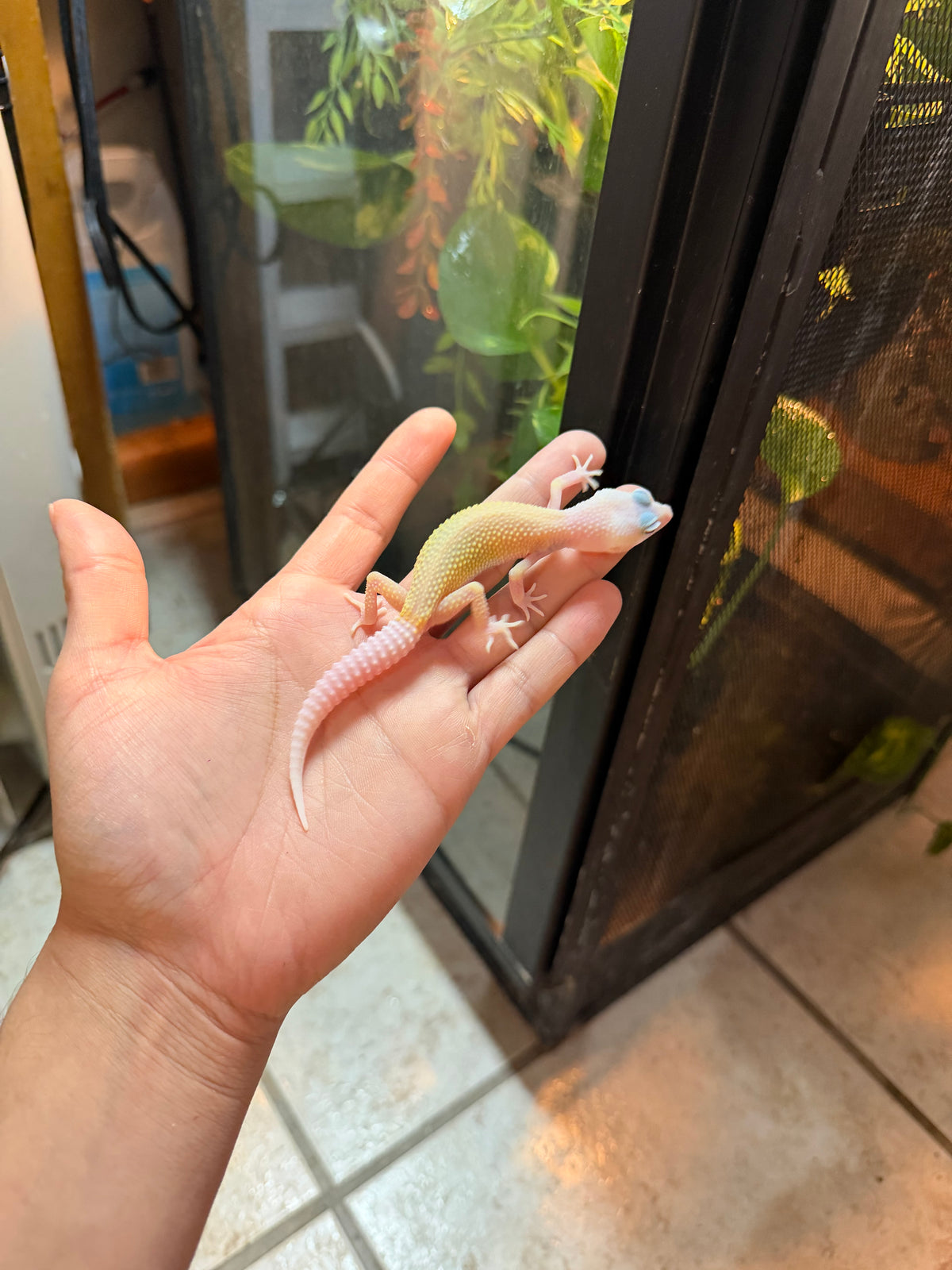 GECKO LEOPARDO BLIZZARD INCUBADO PARA MACHO 101