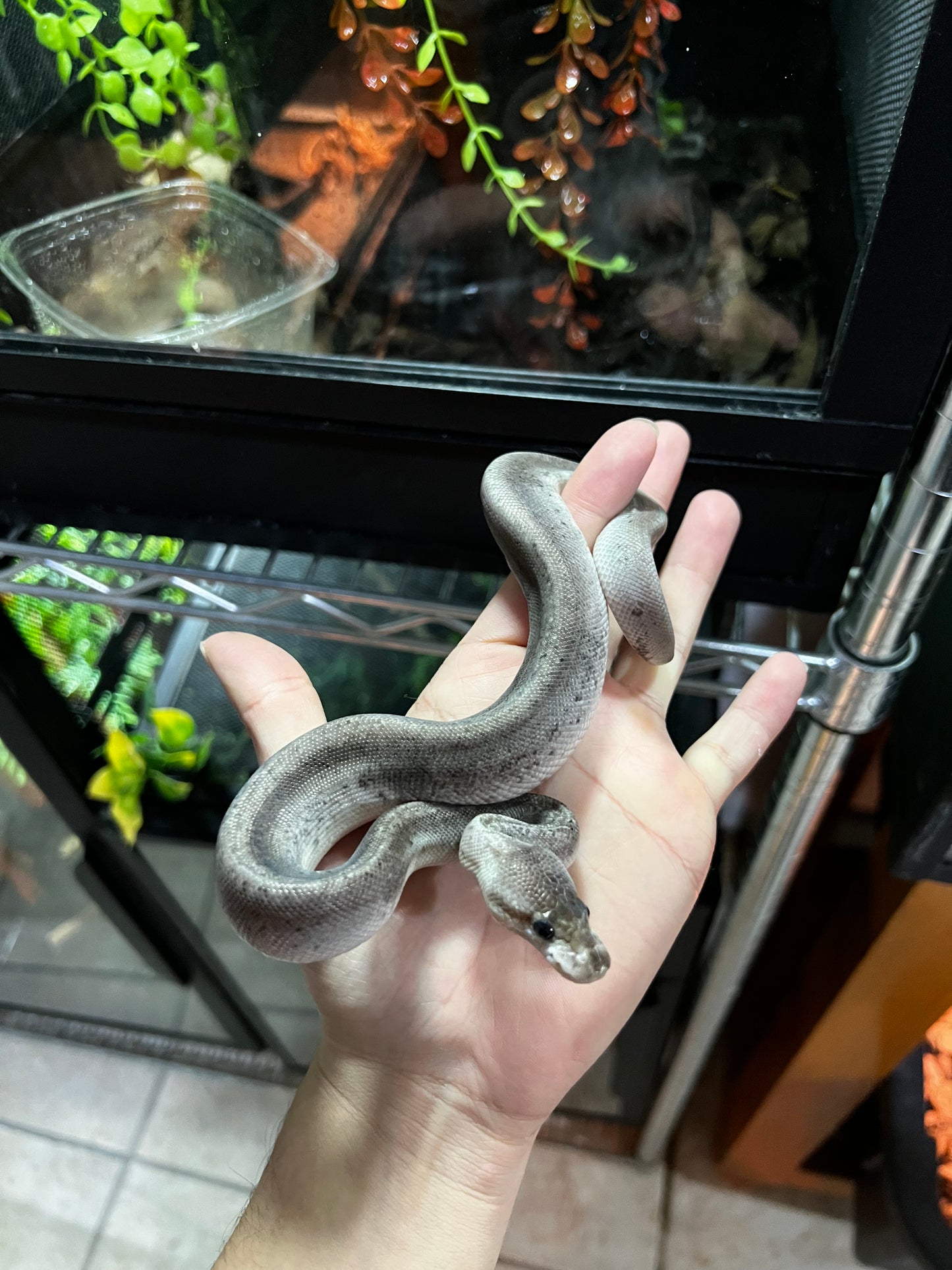 CINNAMON BLACK PASTEL MACHO 41
