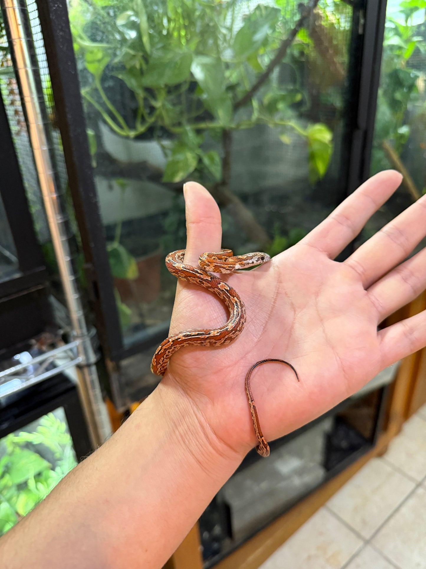 SERPIENTE MAICERA TESSERA