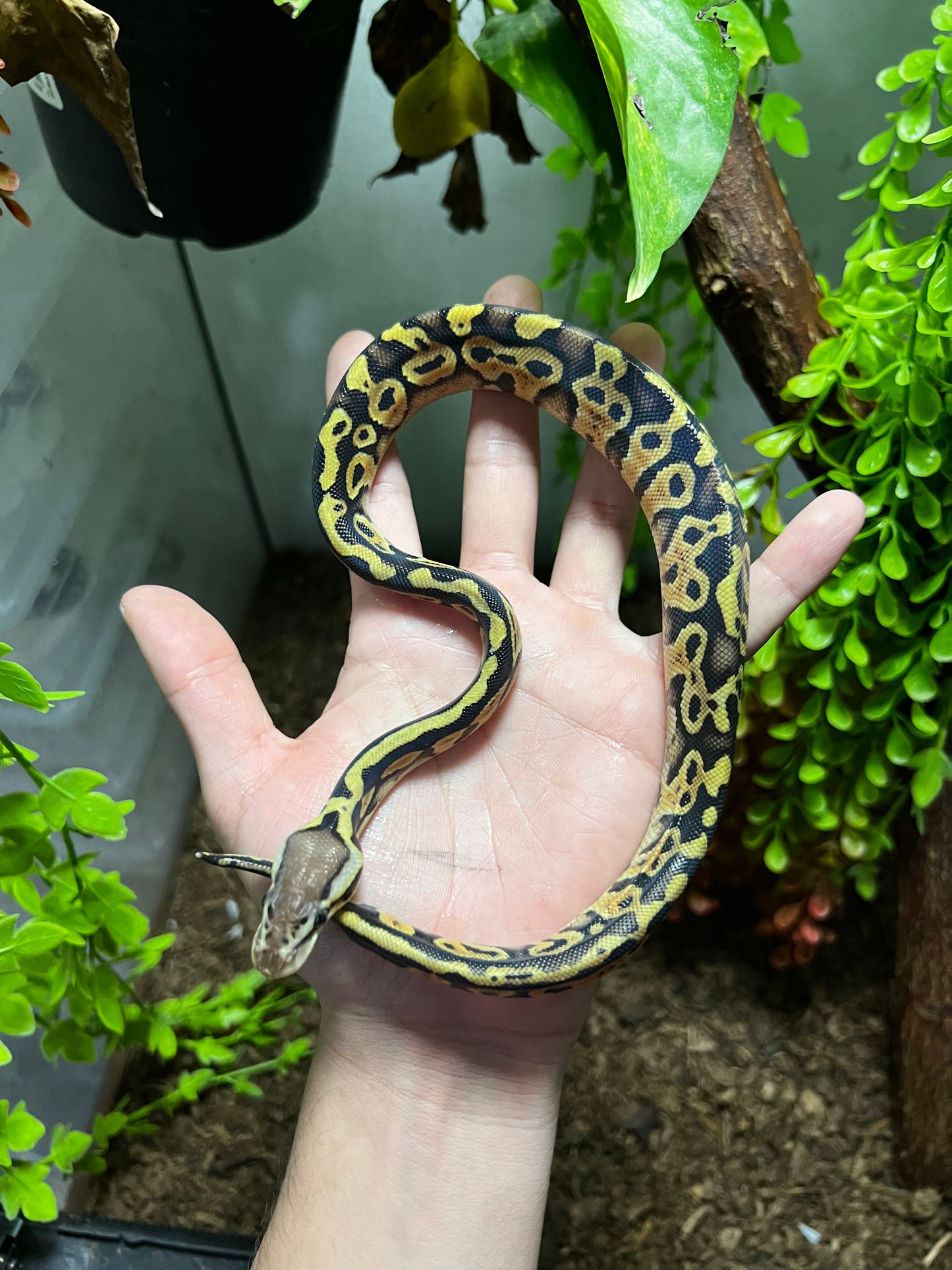 PASTEL HET CLOWN HEMBRA 96